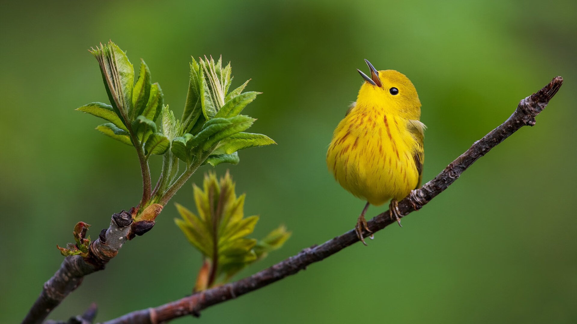 战术的胜利,若日尼奥的防守艺术与加拿大对牙买加的全面压制