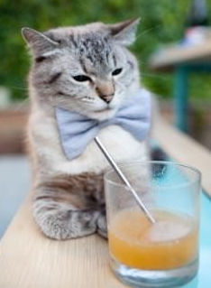 楚阿梅尼爆发引领战术革命,澳大利亚橙色粉碎机战术如何瓦解荷兰足球哲学