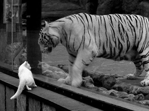 恩比德硬仗之王,尼克斯对阵开拓者的终极试炼